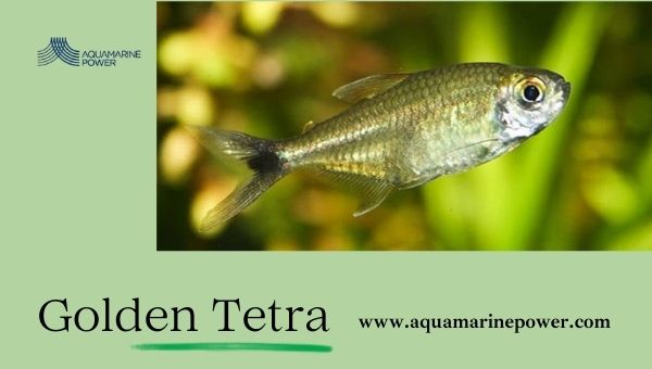 Types Of Tetra Golden Tetra