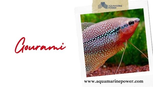 Nano Fish Gourami