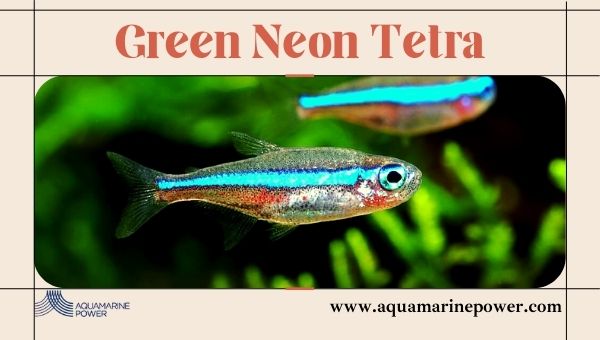 Types Of Tetra Green neon Tetra