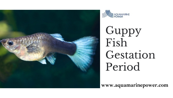 Pregnant Guppy Fish