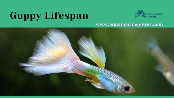 Pregnant Guppy Fish