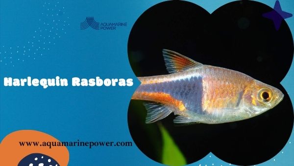 Nano Fish Harlequin Rasboras