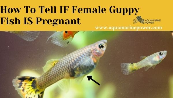 Pregnant Guppy Fish