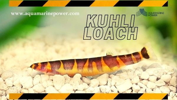 Nano Fish Kuhli loach