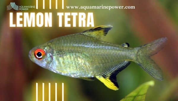 Types Of Tetra lemon Tetra