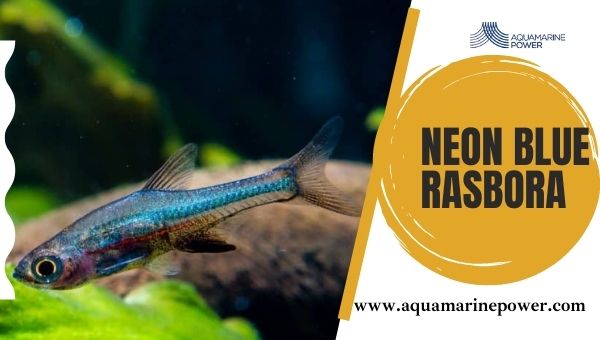 Nano Fish Neon Blue Rasbora