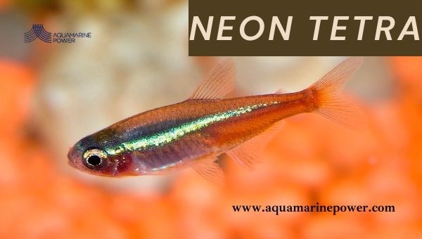 Nano Fish Neon Tetra