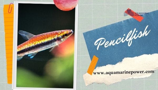 Nano Fish Pencilfish