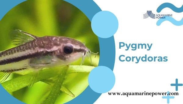 Nano Fish Pygmy Corydoras
