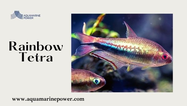 Types Of Tetra Rainbow Tetra