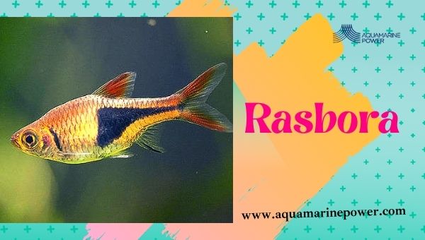 Nano Fish Rasbora