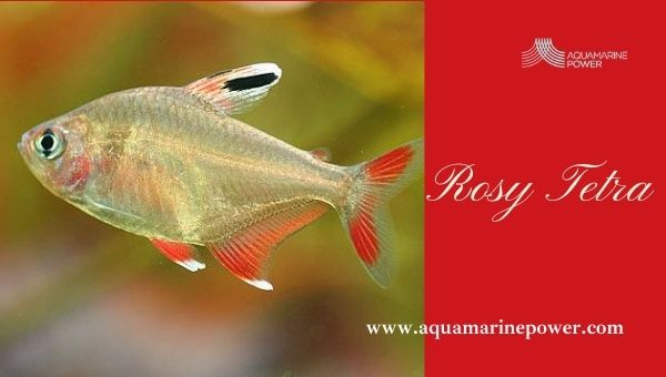 Types Of Tetra rosy Tetra