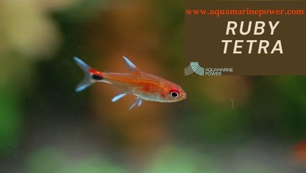 Types Of Tetra ruby Tetra