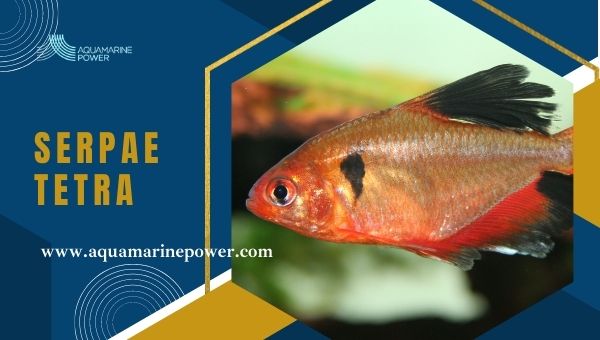 Types Of Tetra Serpae Tetra