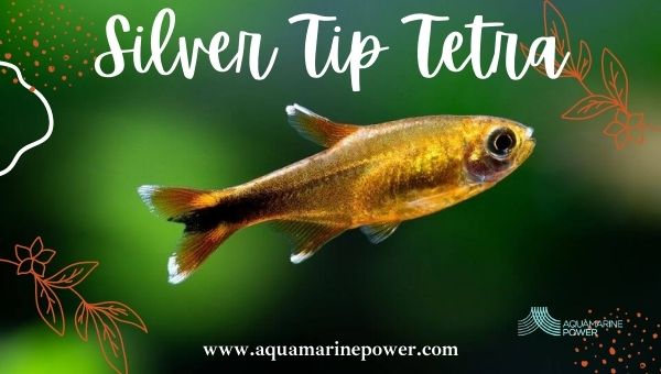 Types Of Tetra sliver tip Tetra