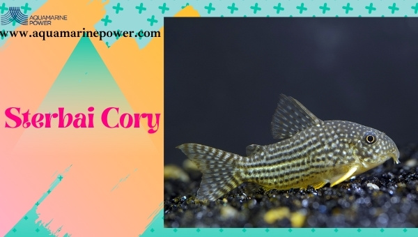 Sterbai Cory