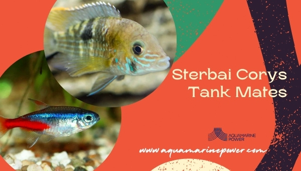 Sterbai Corys Tank Mates