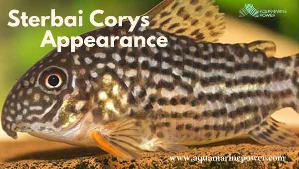 Sterbai Corys