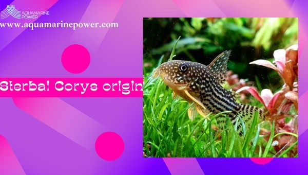 Sterbai Cory