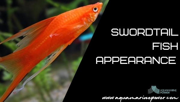 Swordtail Fish Appearance 