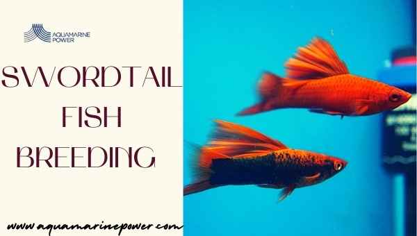 Swordtail Fish breeding 