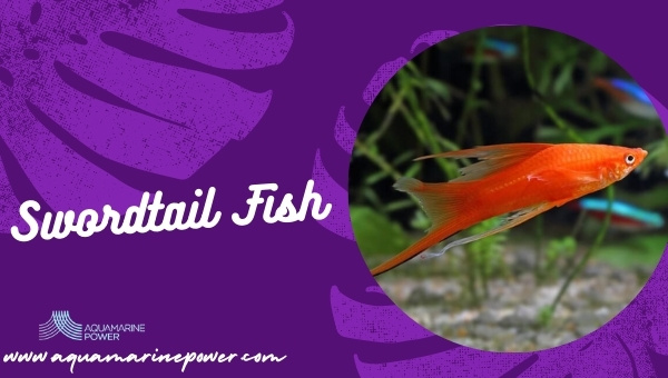 Swordtail Fish