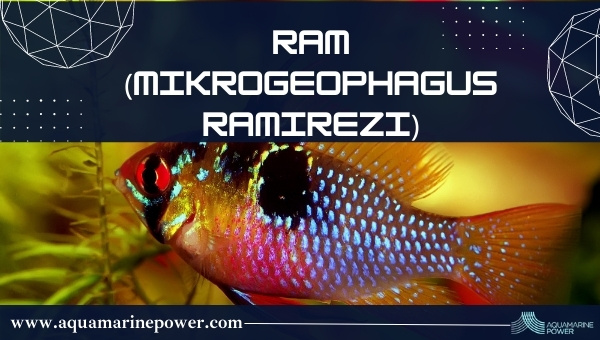 Nano Fish: Ram (Mikrogeophagus ramirezi)