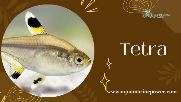 Nano Fish Tetra