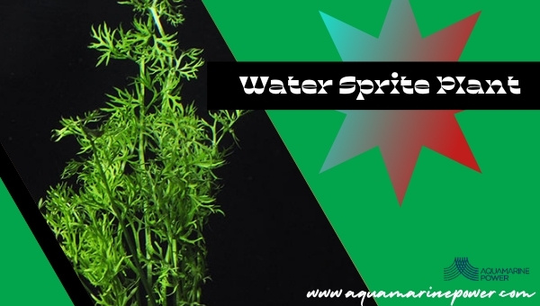 Water Sprite Plant