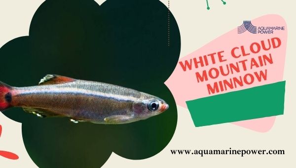 Nano Fish White Cloud Mountain Minnow