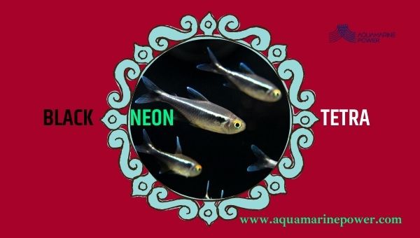 Types Of Tetra Black Neon Tetra