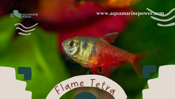 Types Of Tetra flame Tetra
