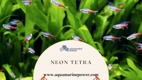 Types Of Tetra neon Tetra