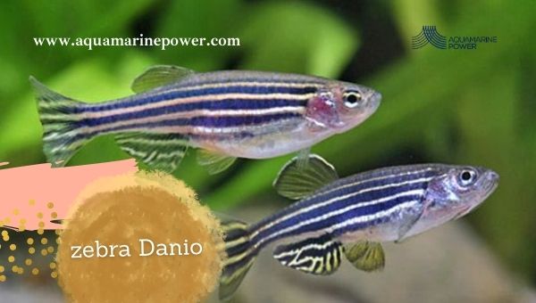 Nano Fish Zebra Danio