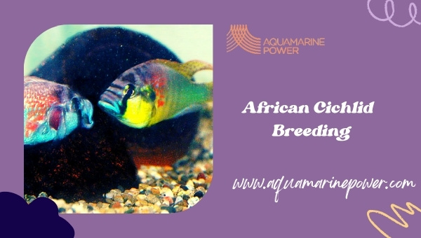 African Cichlid