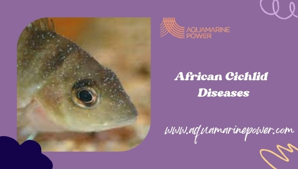 African Cichlid