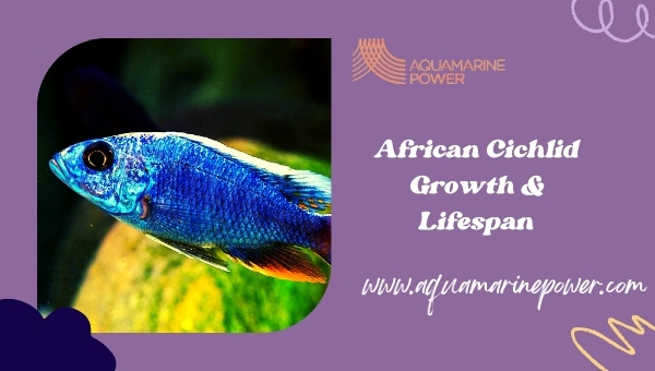 African Cichlid