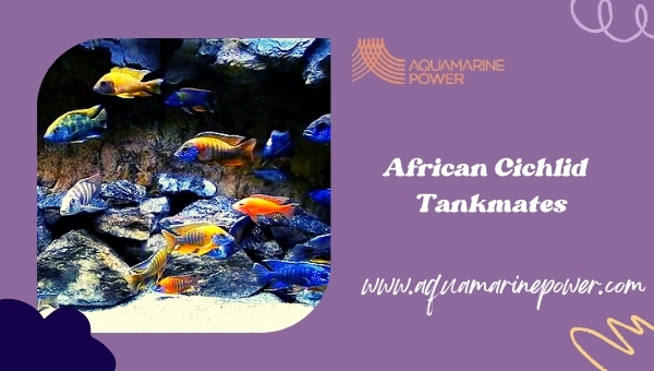 African Cichlid