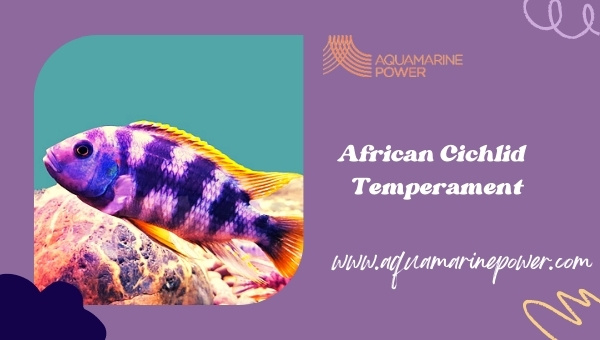 African Cichlid