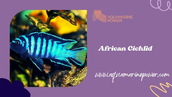 African Cichlid