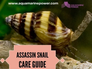 Assassin snail guide