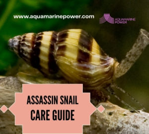 Assassin snail guide