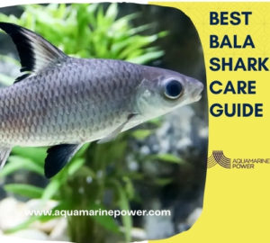 Best Bala Shark Care Guide