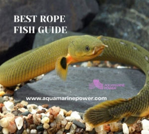 Best Rope Fish Guide