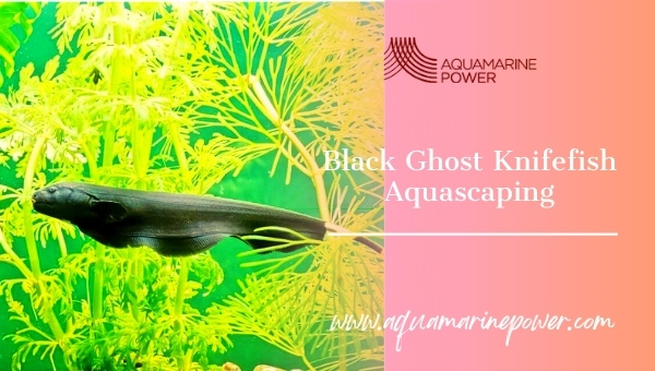 Black Ghost Knife Fish Aquascaping