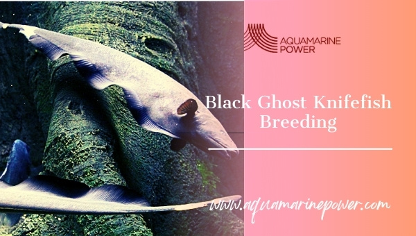 Black Ghost Knife Fish breeding