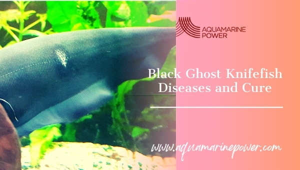 Black Ghost Knife Fish diseases and cure