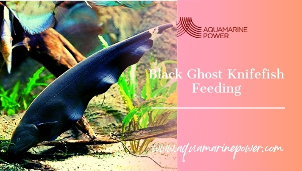 Black Ghost Knife Fish feeding