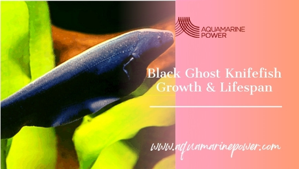 Black Ghost Knife Fish growth and lifespan