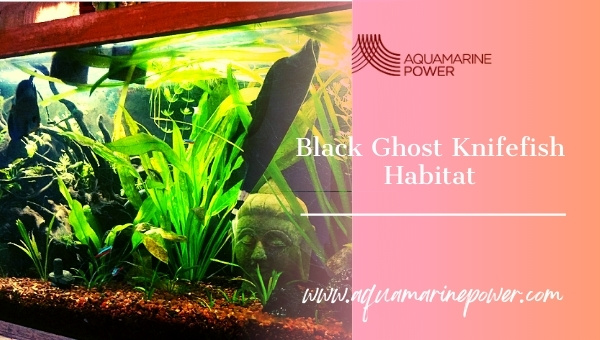 Black Ghost Knife Fish habitat